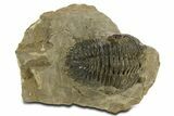 Bargain, Hollardops Trilobite Fossil - Ofaten, Morocco #340235-3